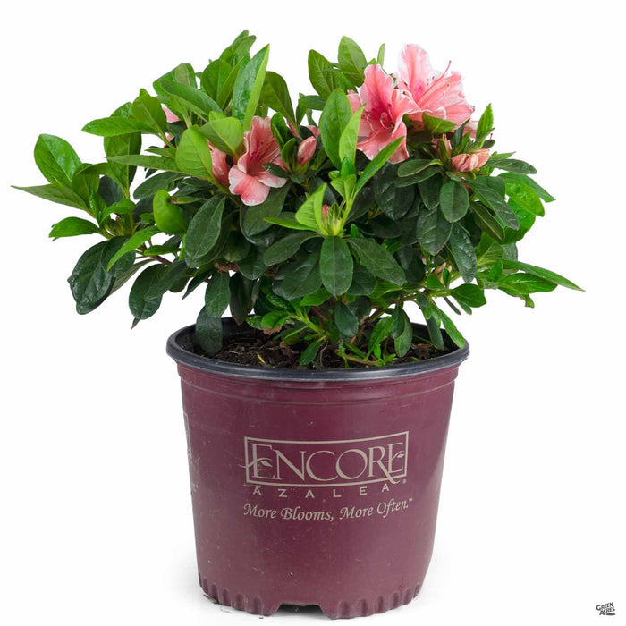 Azalea Encore Series 'Autumn Sunburst' 01T