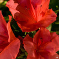 Azalea Encore Series 'Autumn Sunset'