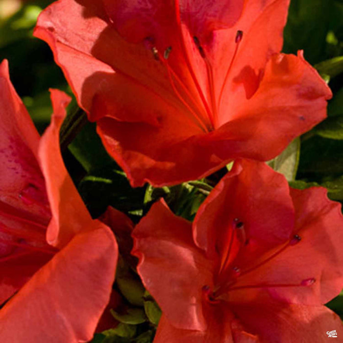 Azalea Encore Series 'Autumn Sunset'