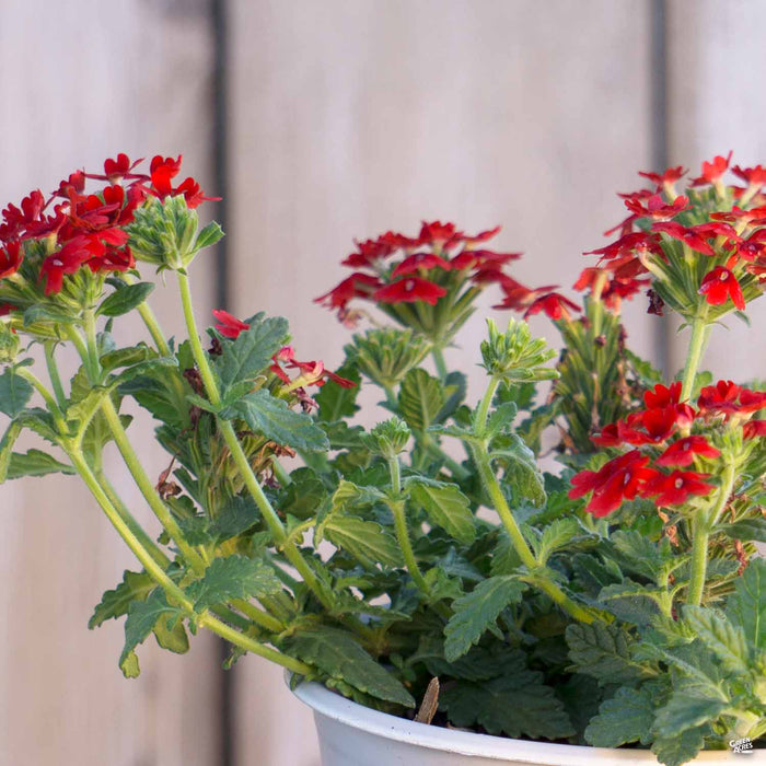 Verbena 'Enduro' Red