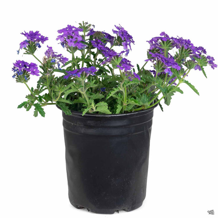 Verbena 'Enduro' Purple 1 gallon