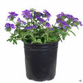 Verbena 'Enduro' Purple 1 gallon