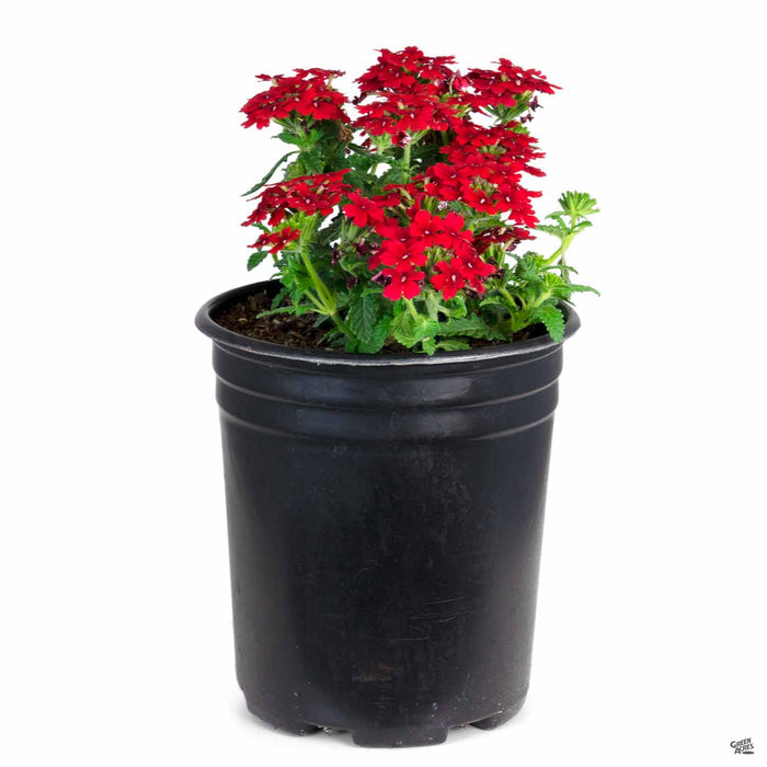 Verbena 'Enduro' Red 1 gallon