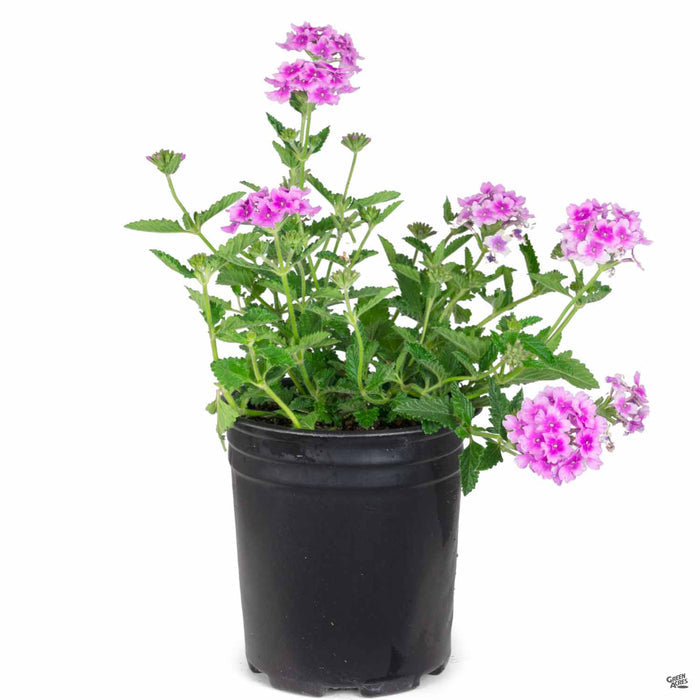 Verbena 'Enduro' Pink Bicolor 1 gallon