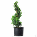 English Boxwood Spiral Topiary 7 gallon