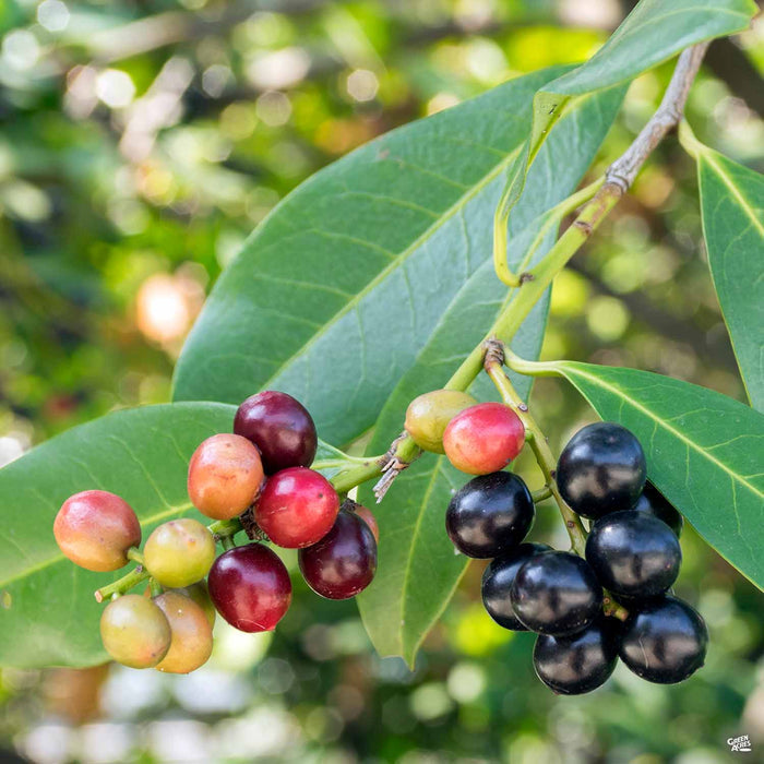English Laurel berries