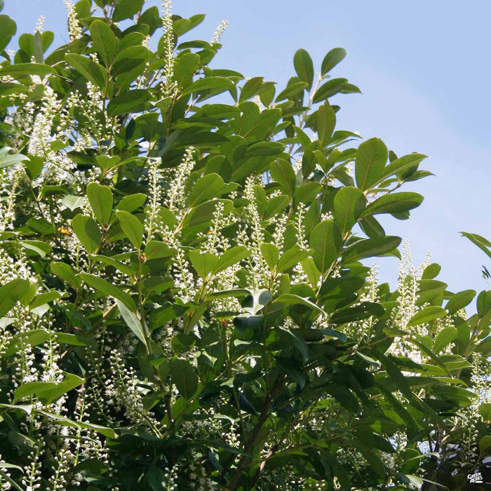 English Laurel Standard