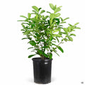 English Laurel 5 gallon