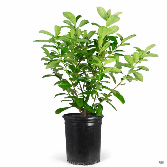 English Laurel 5 gallon