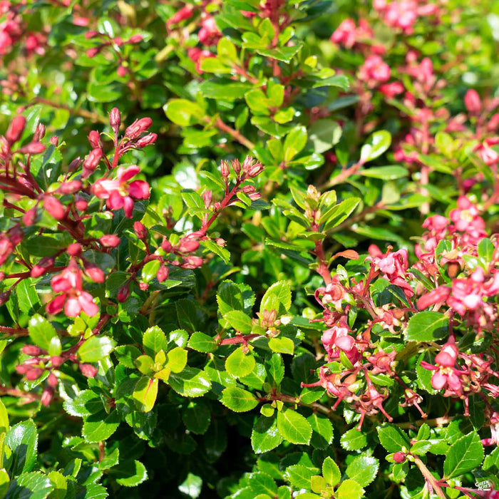 Compact Escallonia