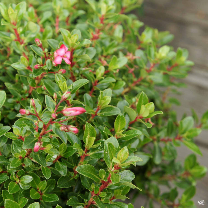 Escallonia 'Compacta'