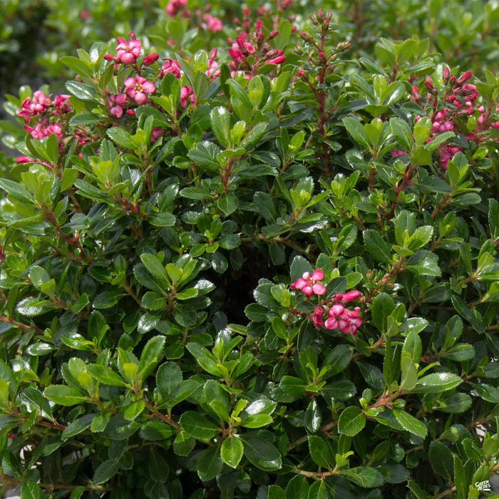 Compact Escallonia