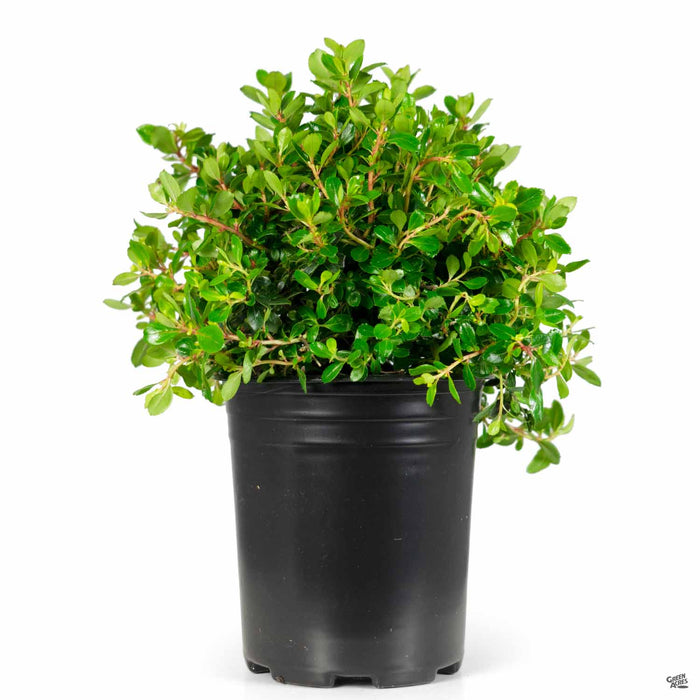 Compact Escallonia 1 gallon