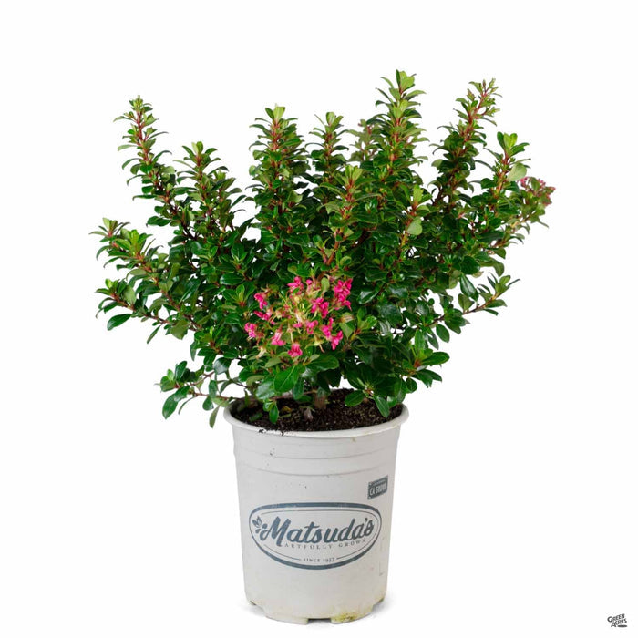 Compact Escallonia 1 gallon Matsudas
