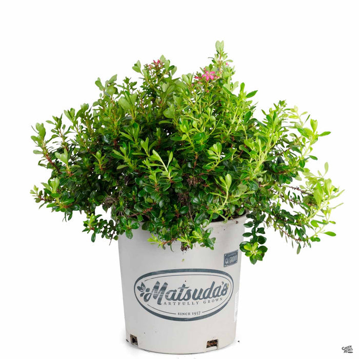Compact Escallonia 2 gallon Matsudas