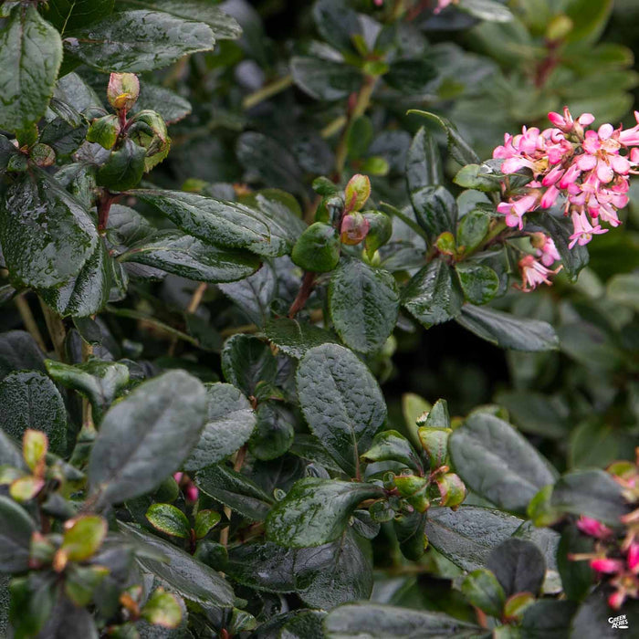Escallonia 'Fradesii'