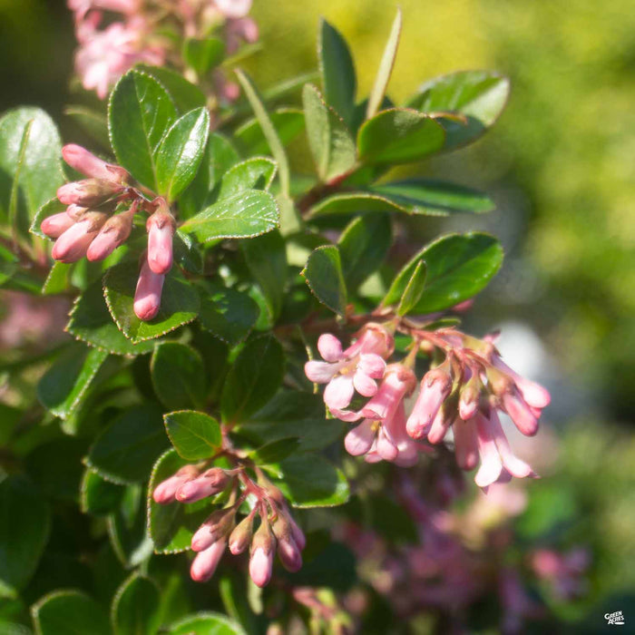Escallonia 'Fradesii'