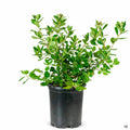 Escallonia 'Fradesii' 1 gallon