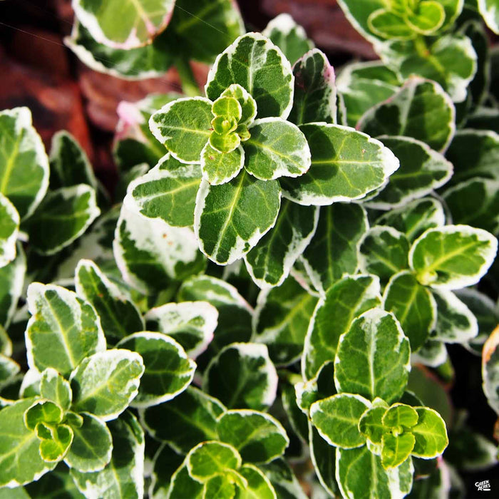 Emerald Gaiety Wintercreeper