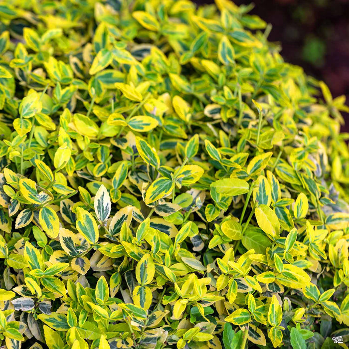 Euonymus fortunei 'Emerald 'n' Gold'