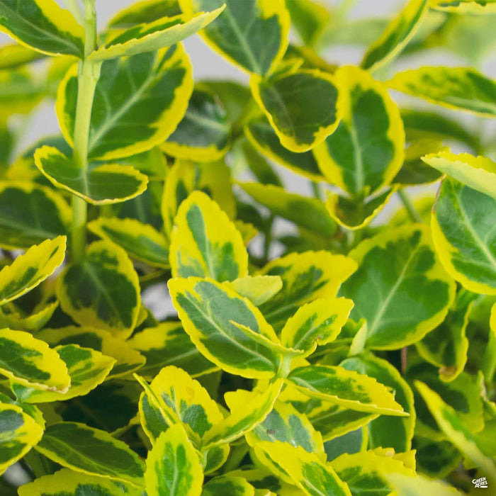 Euonymus fortunei 'Emerald 'n' Gold'