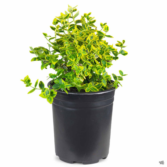 Euonymus fortunei 'Emerald 'n' Gold' 1 gallon