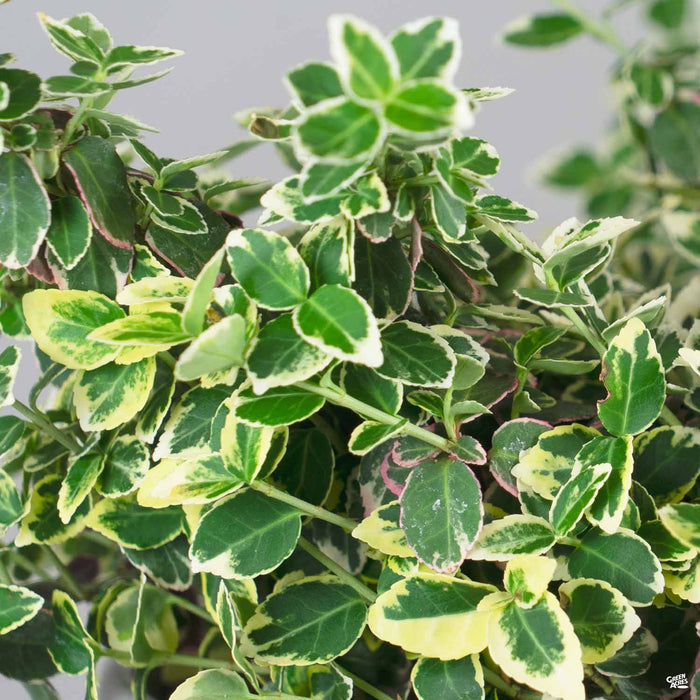 Euonymus fortunei 'Gracilis'