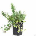 Euonymus fortunei 'Gracilis' 1 gallon
