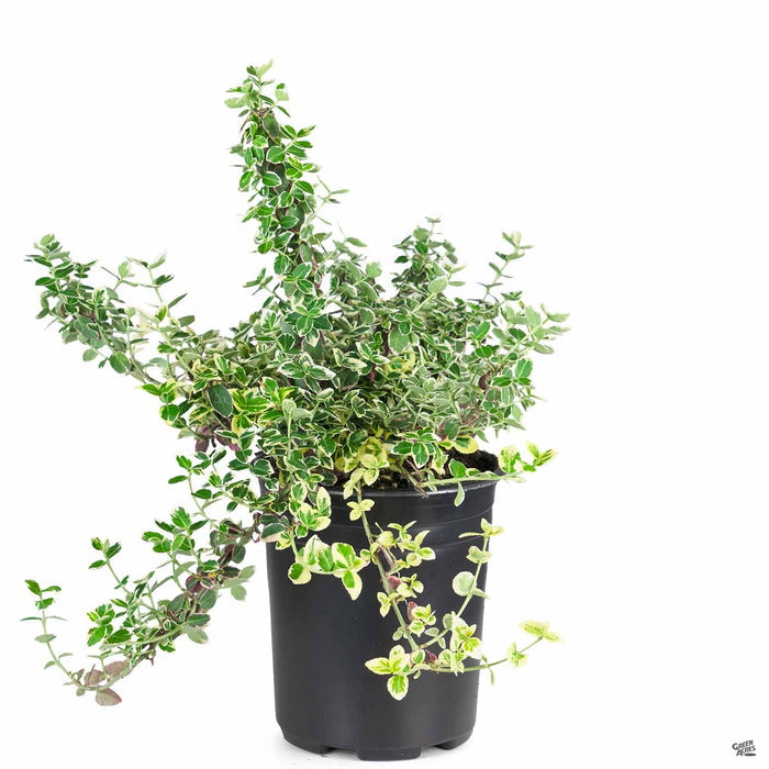 Euonymus fortunei 'Gracilis' 1 gallon