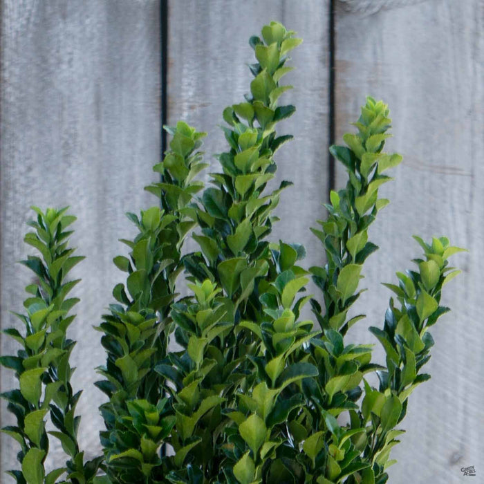 Euonymus 'Green Spire'