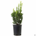 Euonymus 'Green Spire' 1 gallon