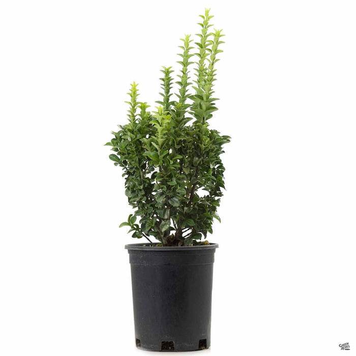 Euonymus 'Green Spire' 1 gallon