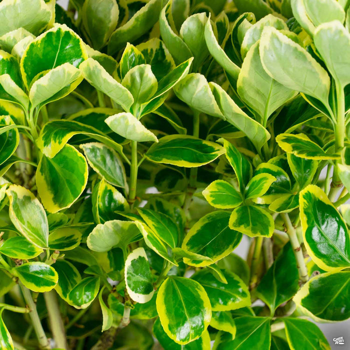 Euonymus 'Silver Queen'