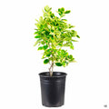 Euonymus 'Silver Queen' 1 gallon
