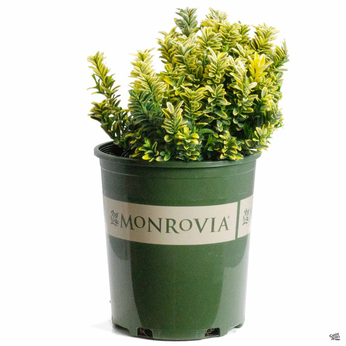 Euonymus 'Sunny Delight' 1 gallon