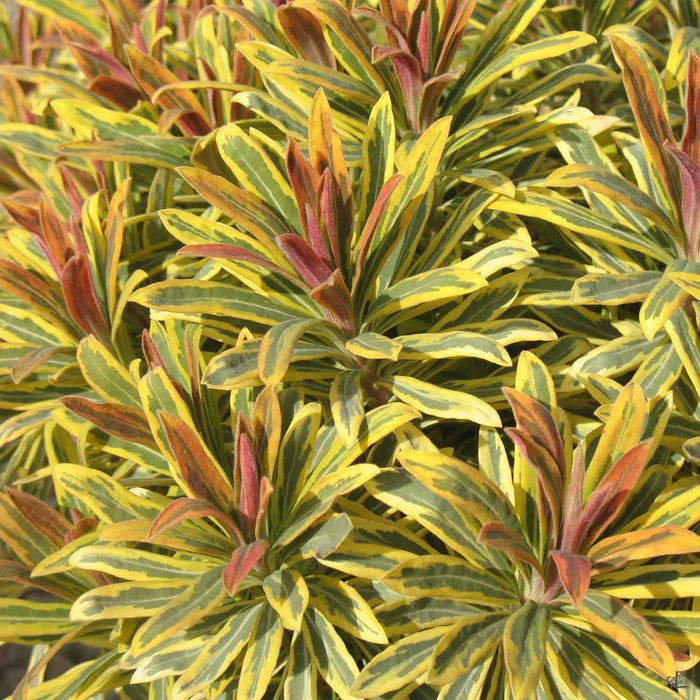 Euphorbia 'Ascot Rainbow'