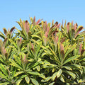 Euphorbia 'Ascot Rainbow'