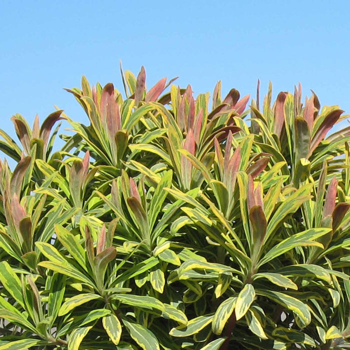 Euphorbia 'Ascot Rainbow'