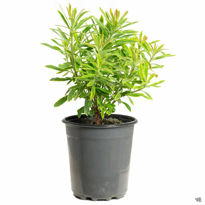Euphorbia 'Ascot Rainbow' 1 gallon