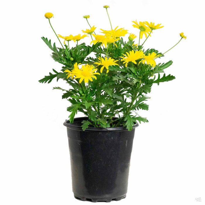 Euryops Daisy 1 gallon