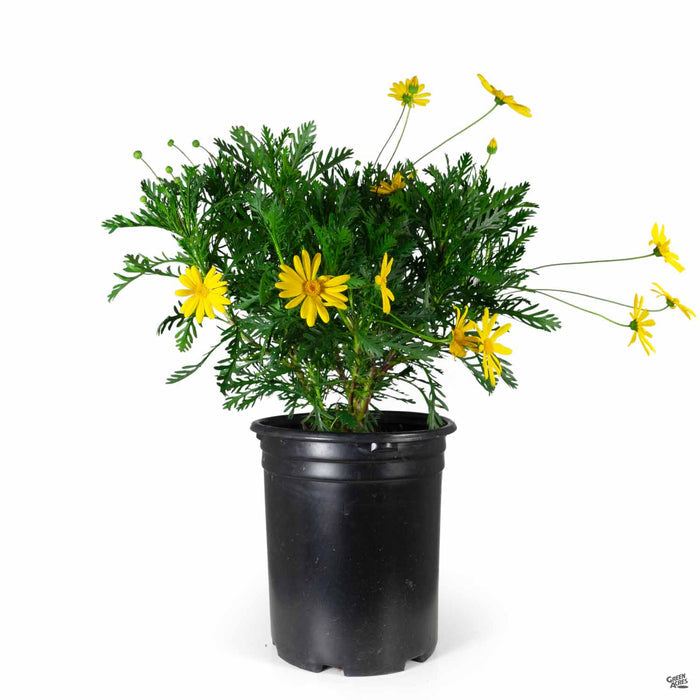 Euryops Daisy 5 gallon