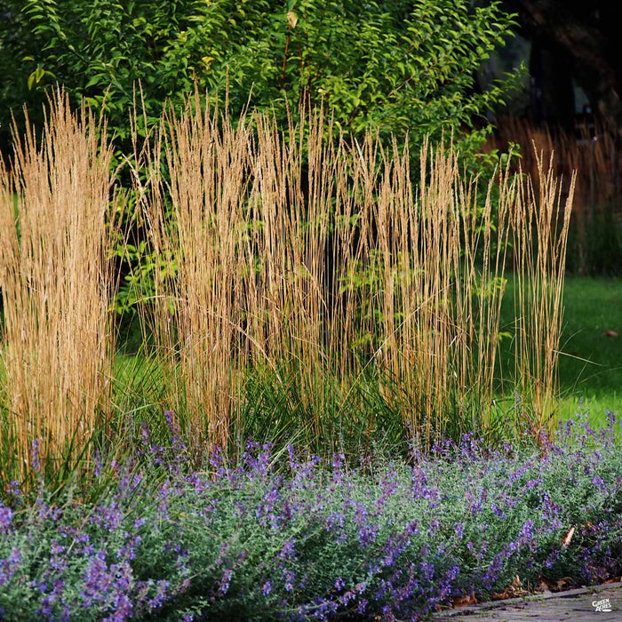 Calamagrostis 'Karl Foerster'
