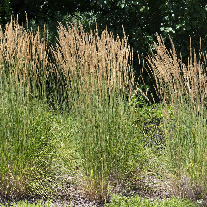 Calamagrostis 'Karl Foerster'