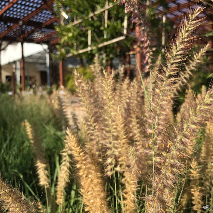 Calamagrostis 'Karl Foerster' Detail