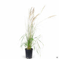 Feather Reed Grass Karl Foerster 1 gallon