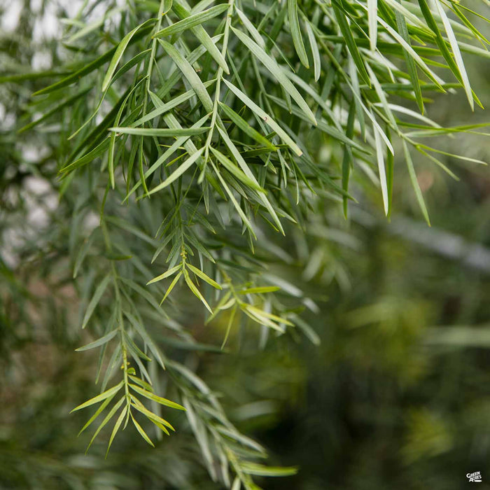 Fern Pine