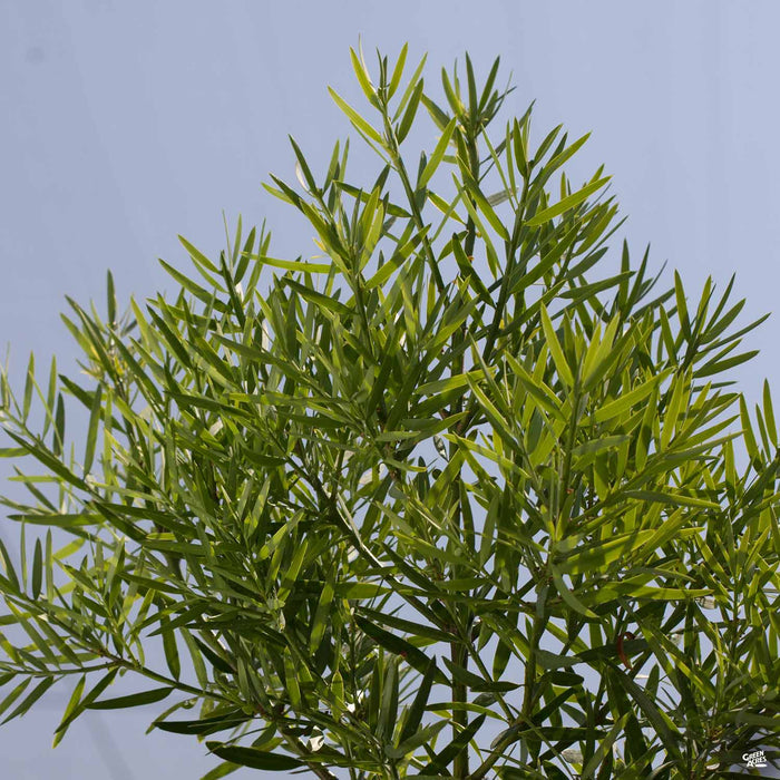 Fern Pine
