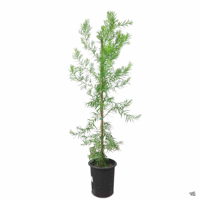 Fern Pine 5 gallon