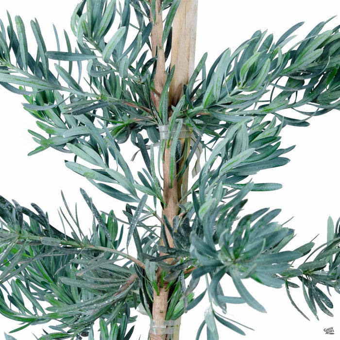 Fern Pine 'Glacier Blue'