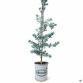 Fern Pine 'Glacier Blue' 5 gallon Matsuda's